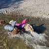 Water-ready with the Sharkmaid™ Pet Life Jacket - provide your pet with maximum safety and style!