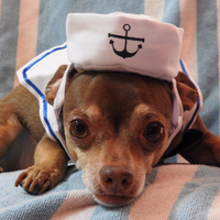 Transform Your Pet into a Cute Sailor with SailorPaws™.