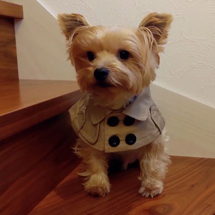 Stylish and Waterproof British Trench Coat for Dogs - CosyPup™ Winter Apparel