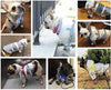 Keep Your Dog Dry & Safe - GlowGuard Reflective Coat.