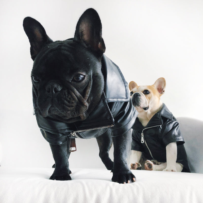 Stay stylish in any weather with PetSkins™ - leather jackets for pets.