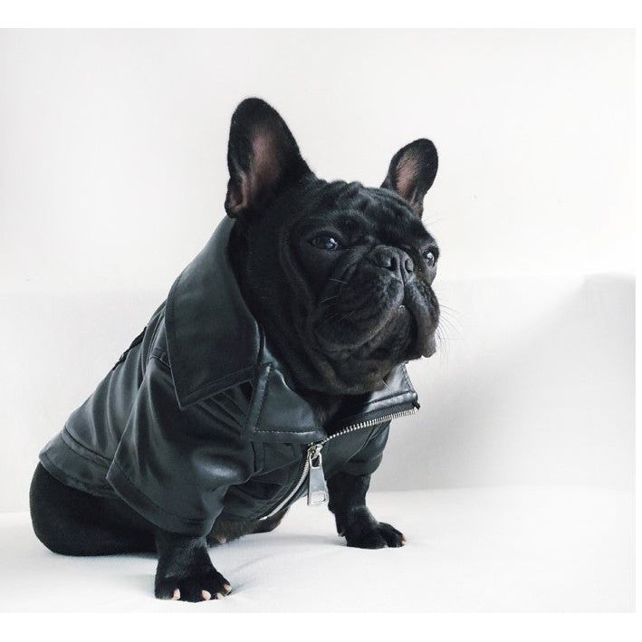 Stay stylish in any weather with PetSkins™ - leather jackets for pets.