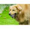 Illuminated Sound Dog Ball - Luminous Interactive Toy with Bell  Durable Rubber  Teeth Cleaning  Bounce & Wobble  