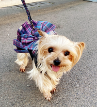 Shop Pawsome™ Vest & Leash Combo: Safe & Trendy Pet Fashion.