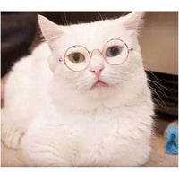 Eye-Catching Pet Accessories - PetShades™ Glasses for Fashionable Pets.