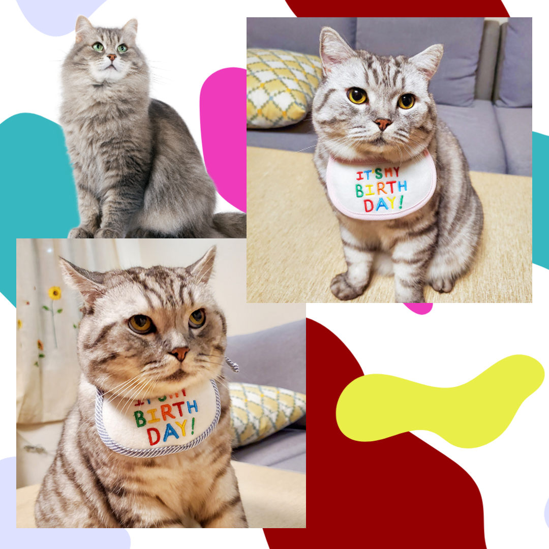 PartyPaws™ Bibtastic: Stylish pet bib  in blue and pink for birthdays and holidays.