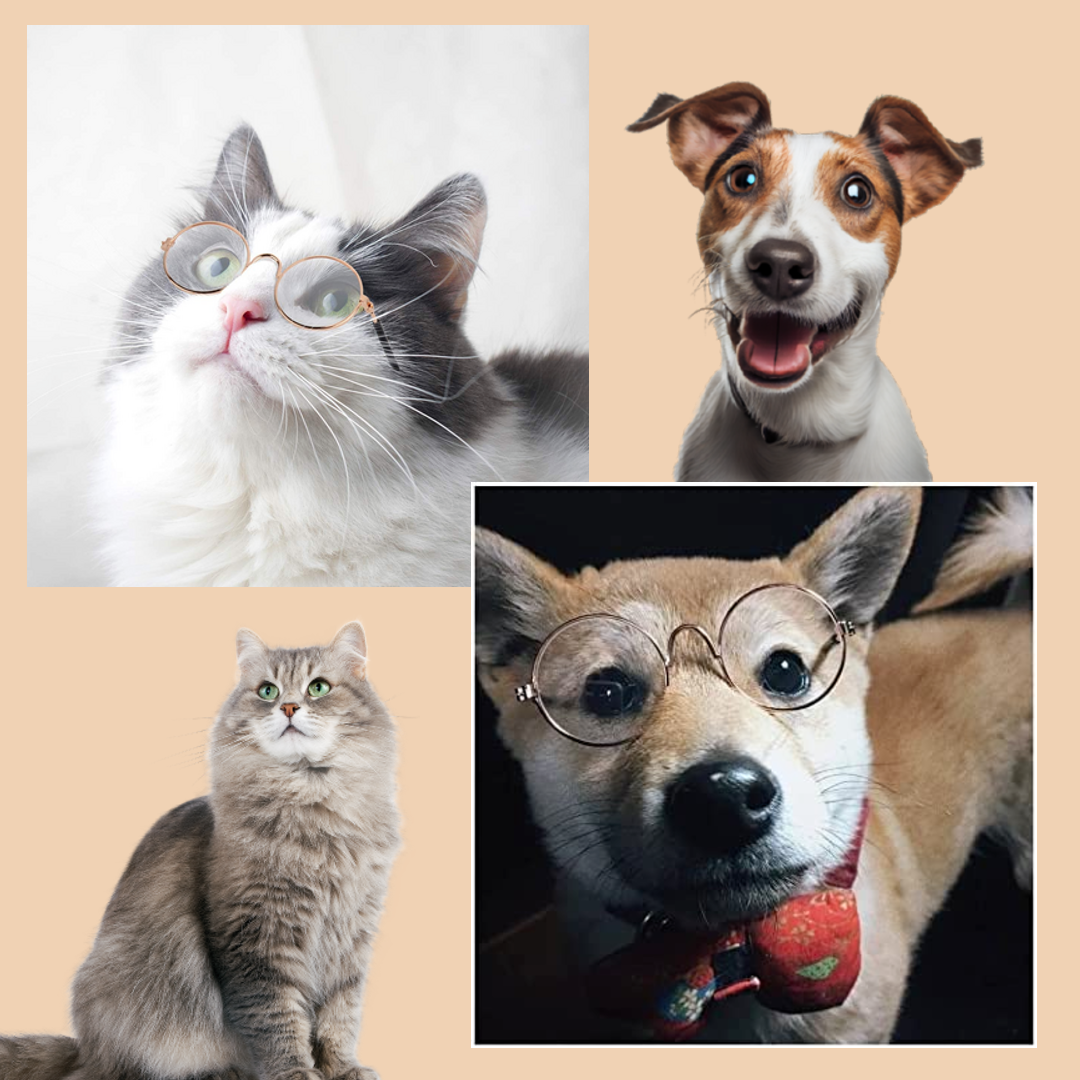 Eye-Catching Pet Accessories - PetShades™ Glasses for Fashionable Pets.