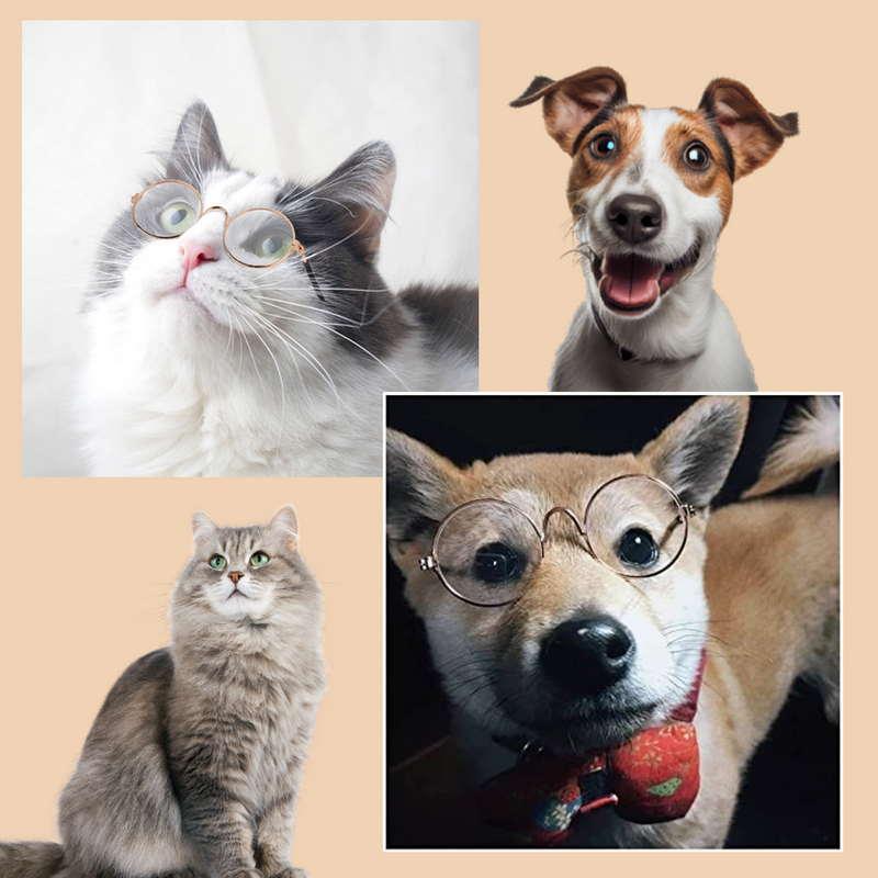 Eye-Catching Pet Accessories - PetShades™ Glasses for Fashionable Pets.