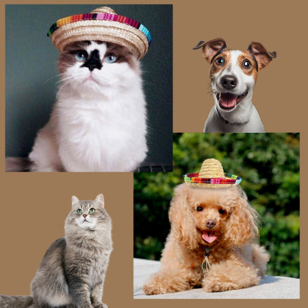 Pet Mexican Sombreros - Trendy and Cute!