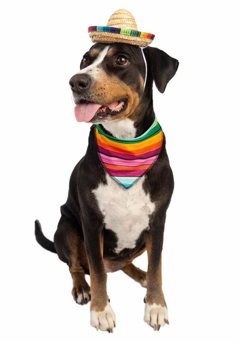 Pet Mexican Sombreros - Trendy and Cute!