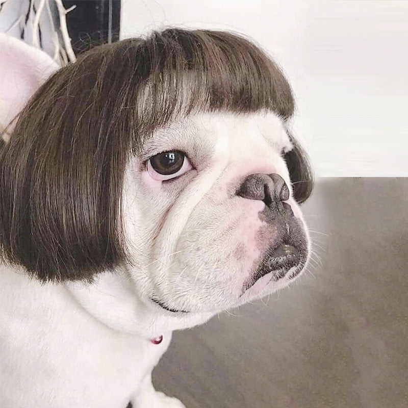 Fun and trendy pet wig to express your pet's unique personality