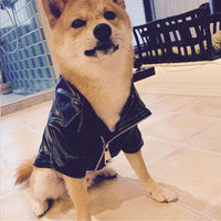 Stay stylish in any weather with PetSkins™ - leather jackets for pets.