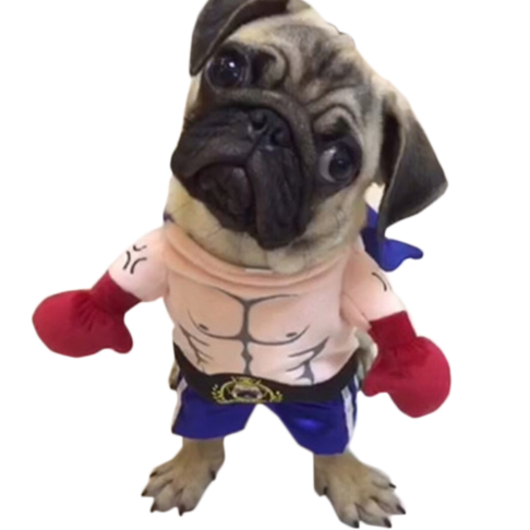 PetBoxerFun Costume - Funny Dog Cat Halloween Cosplay Suit for Puppy Dogs - High-Quality Polyester Cotton - Perfect Fit Sizes