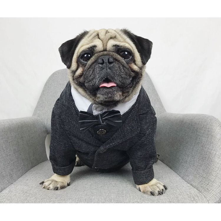 Dapper Dog Formal Wear: Stylish pet wedding attire and tuxedos for dogs | High-quality fabrics and exquisite craftsmanship