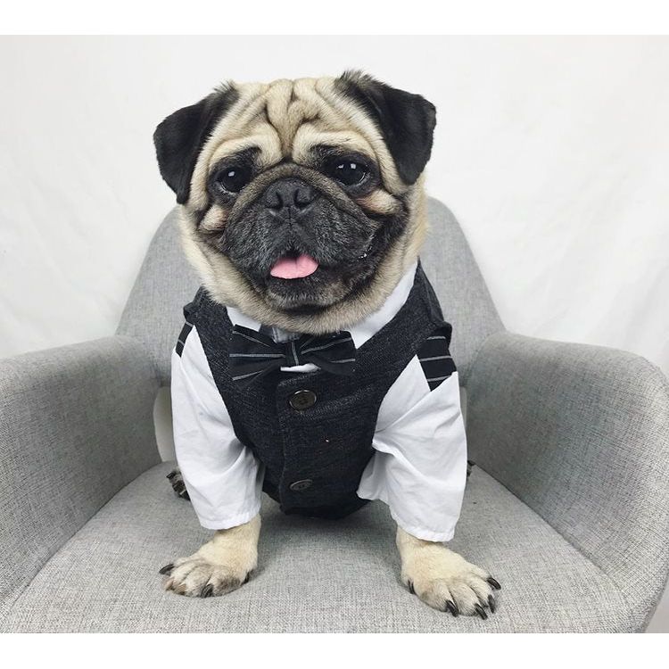 Dapper Dog Formal Wear: Stylish pet wedding attire and tuxedos for dogs | High-quality fabrics and exquisite craftsmanship