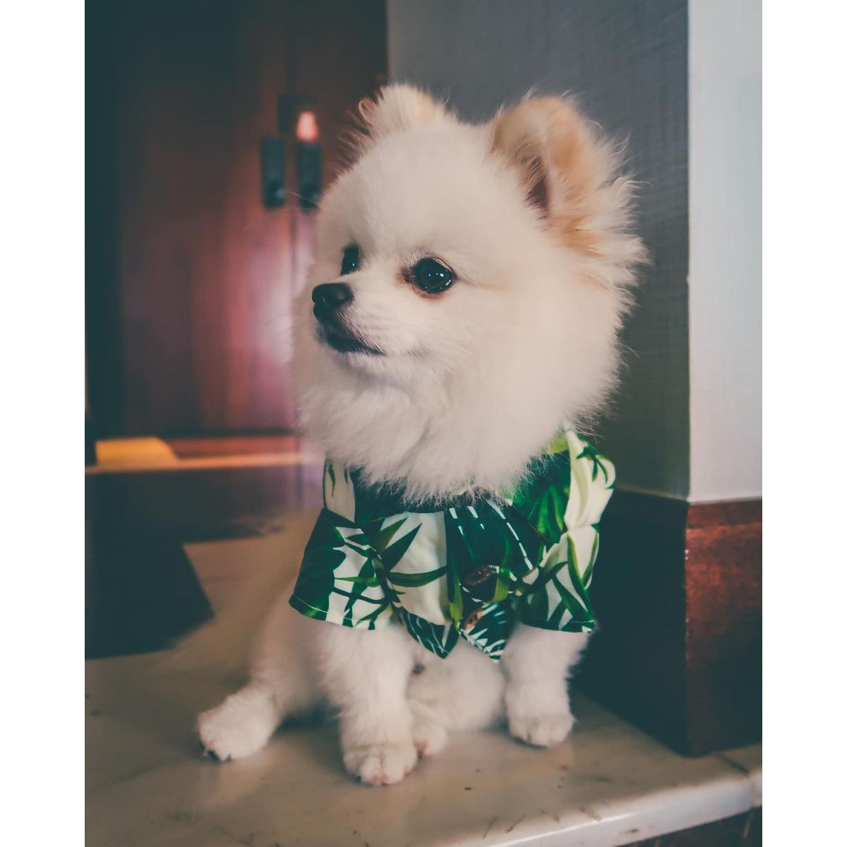 "Stylish Hawaiian-inspired dog shirt for spring - SpringPaws™ Aloha Shirt"